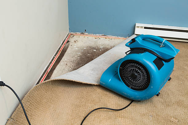 Best Mold removal after water damage  in New Athens, IL